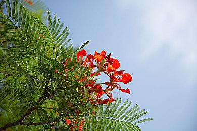 不是宝可梦！《怪物王冠》正式版今日上线支持简中